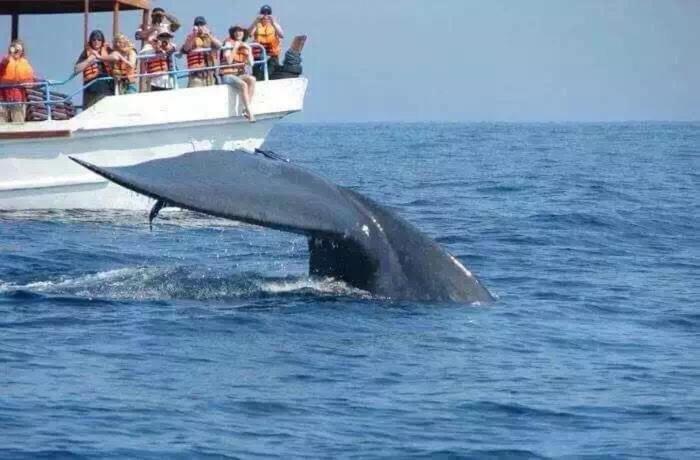 a whale jumping out of the water next to a boat at Qiqi beach house in Weligama