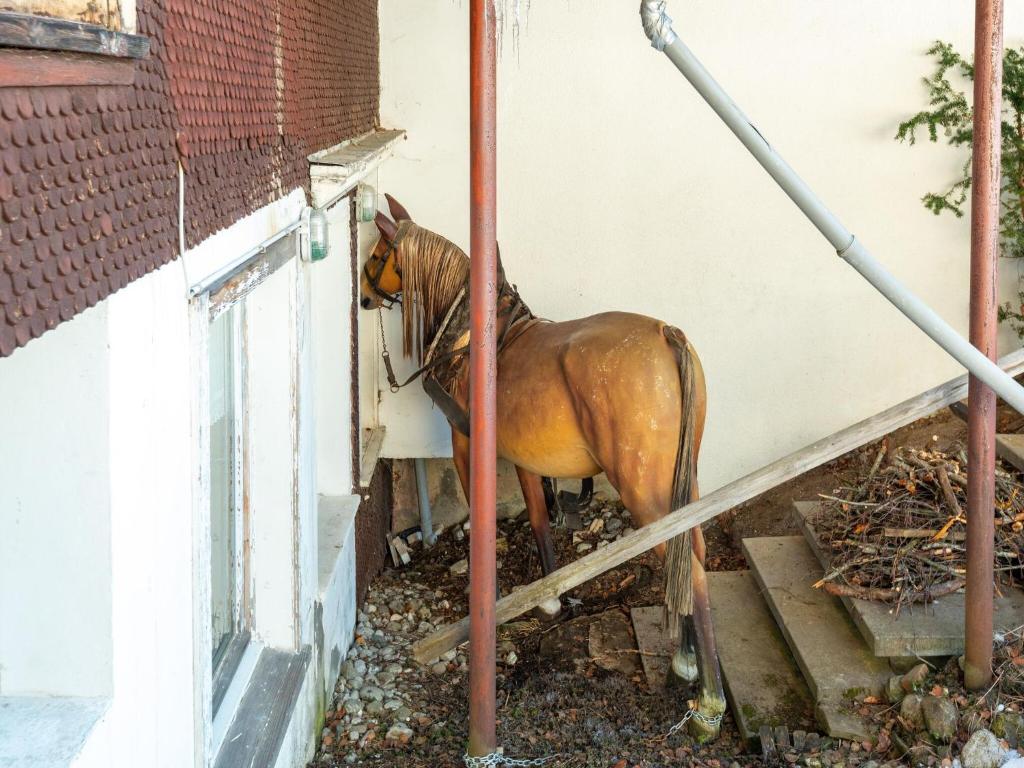 Zvířata v apartmánu nebo okolí
