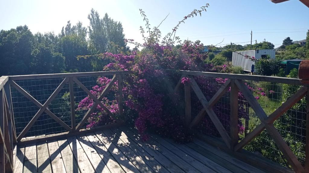 Zahrada ubytování Casas Punta Negra