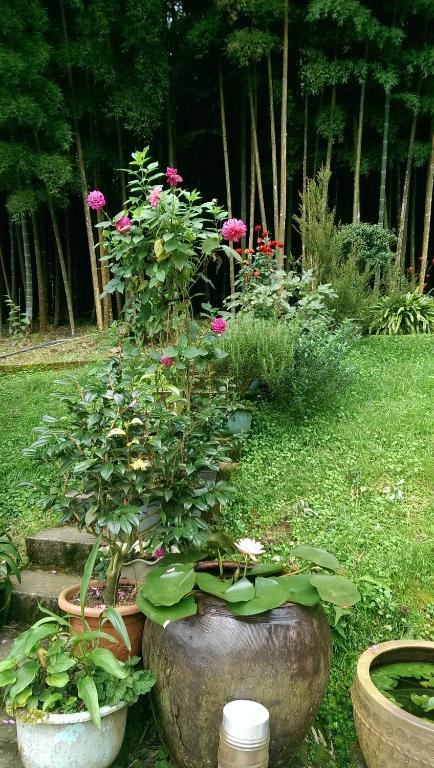 Zahrada ubytování Cuiti B&B