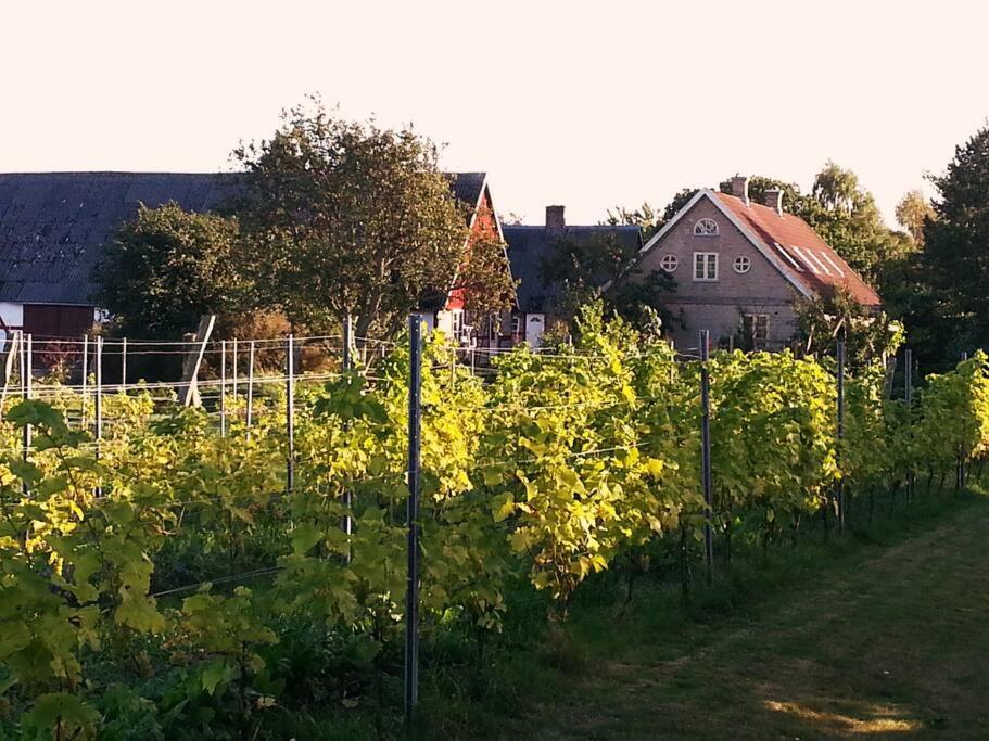 Zahrada ubytování Aplagårdens vingård