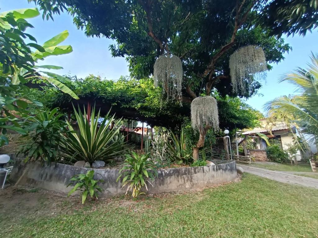 Zahrada ubytování Baankanoonpai(บ้านขนุนปาย)​