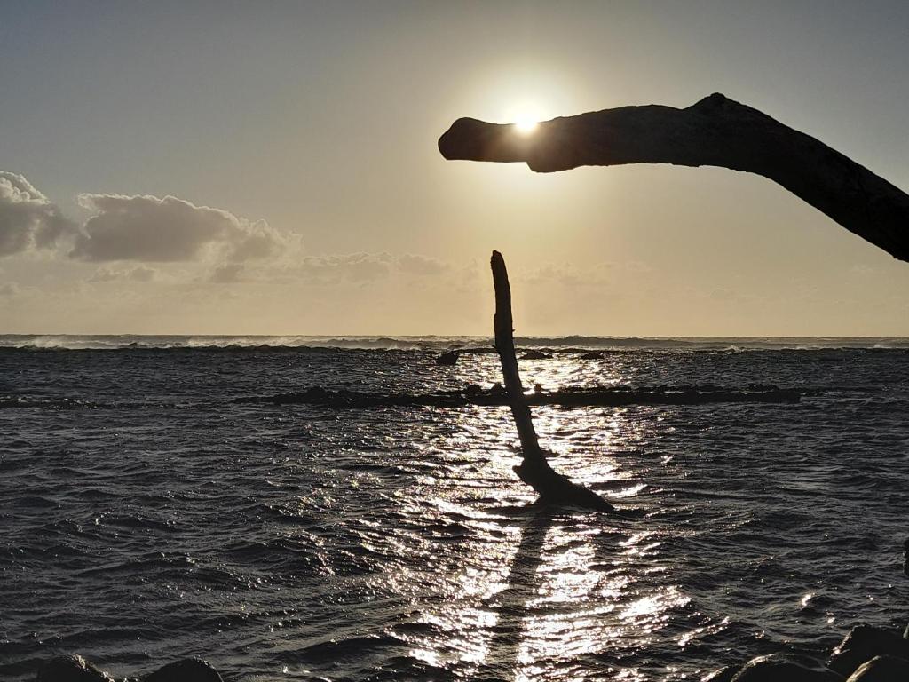 a stick in the water with the sun behind it at Chambre diamants in Saint-Pierre