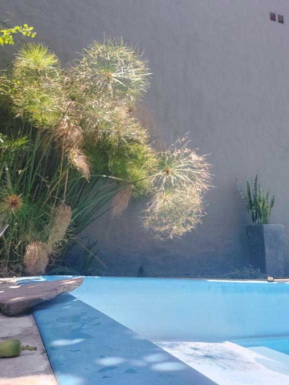 una piscina azul con plantas junto a una pared en Casa con pileta en Yerba Buena en Yerba Buena