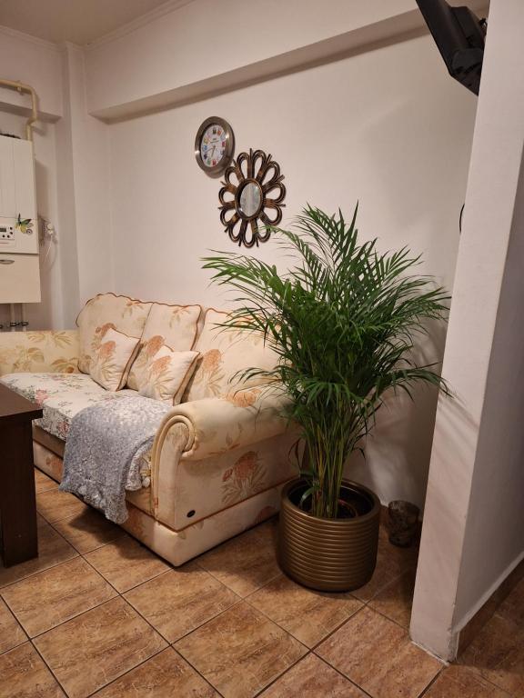 a couch in a living room with a plant at Apartament Florina in Râmnicu Vâlcea