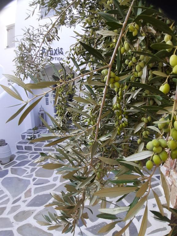 Zahrada ubytování Anixis Studios Aliki Paros