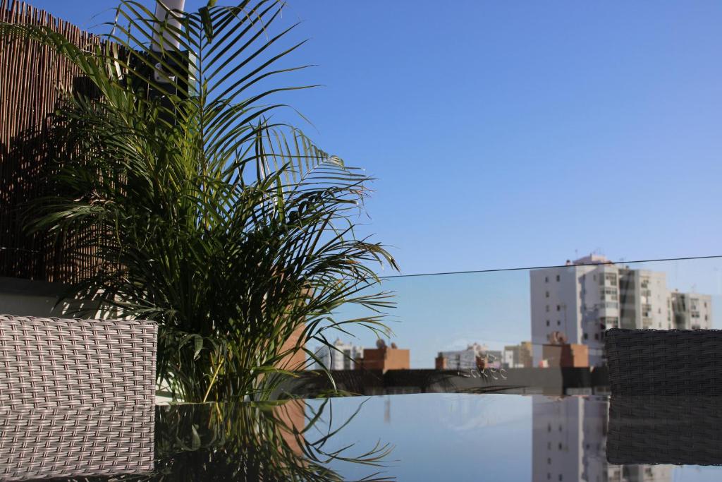 una palmera sentada frente a un edificio en Bambú Suites Vegueta, en Las Palmas de Gran Canaria