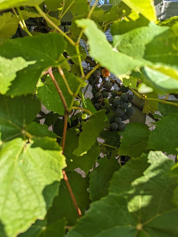 Zahrada ubytování Apartment Fragola