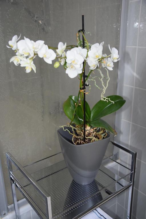 a plant in a pot on a glass table at Garconniere im ehemaligen Hotel Austria in Gmunden