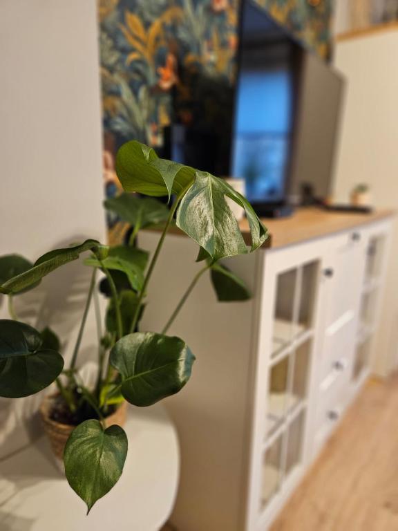 eine Pflanze auf einem Tisch neben einem Schrank in der Unterkunft Apartament Boho in Inowrocław