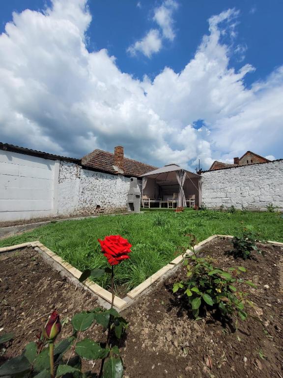 Zahrada ubytování Casa Odessei 9 Oradea fara petreceri de orice forma