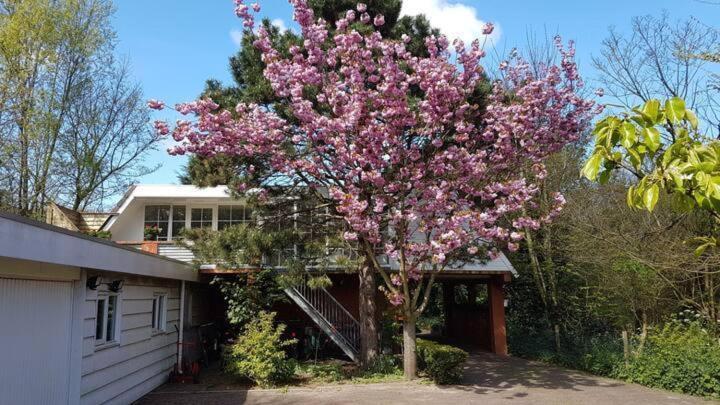 einen Baum mit rosa Blumen vor einem Haus in der Unterkunft Appartement - Valkenisseweg 68 l Biggekerke 'Strand Appartement' in Biggekerke