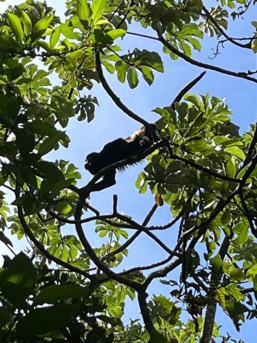 Fotografie z fotogalerie ubytování Casa Colibrí v destinaci Tilarán
