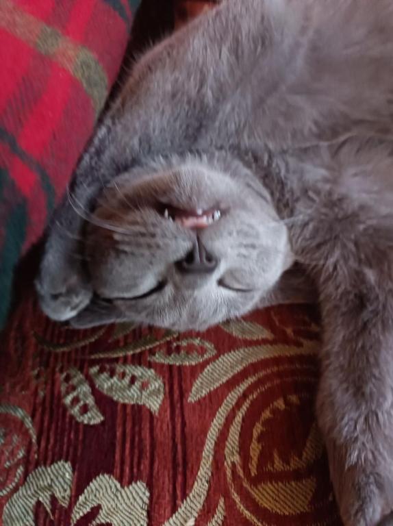 Domáce zviera alebo zvieratá hostí v ubytovaní Villa des Chats