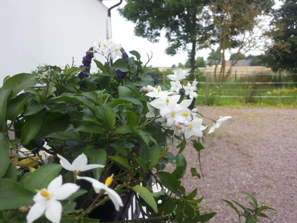 Zahrada ubytování Lägenhet Lillisgården