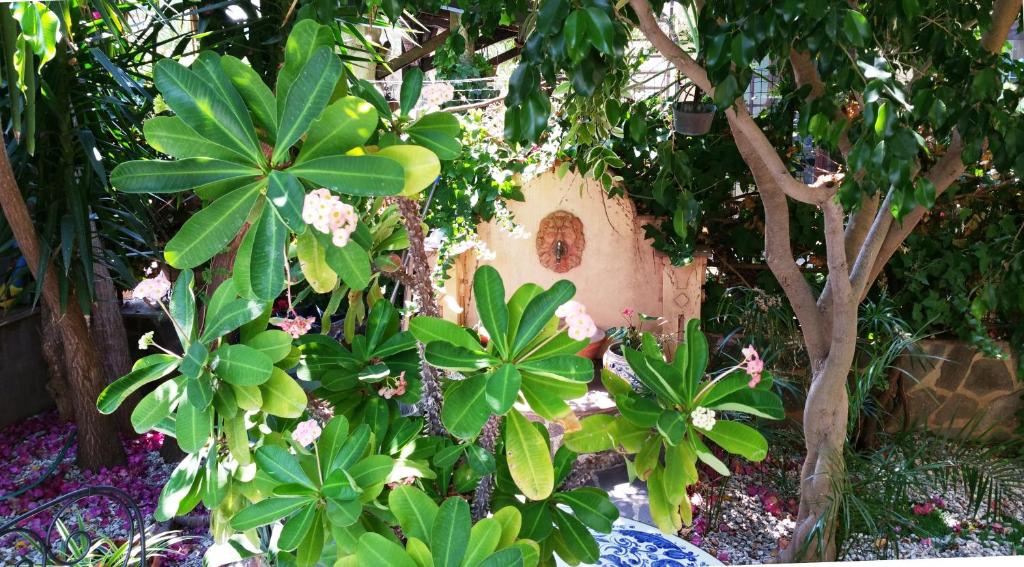 un jardin avec des plantes vertes et une maison ornithologique dans l'établissement B&B Le Terrazze, à Capo dʼOrlando