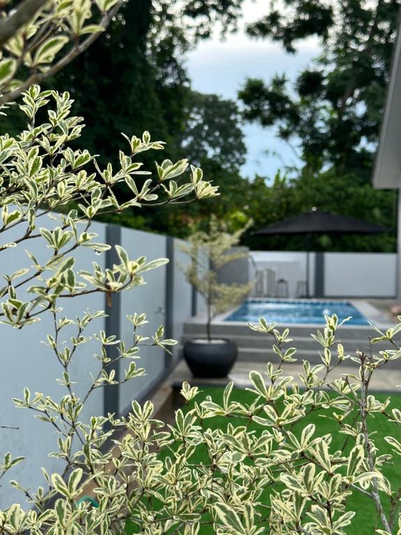 a plant with white flowers in front of a pool at elyssa_homes in Kota Bharu