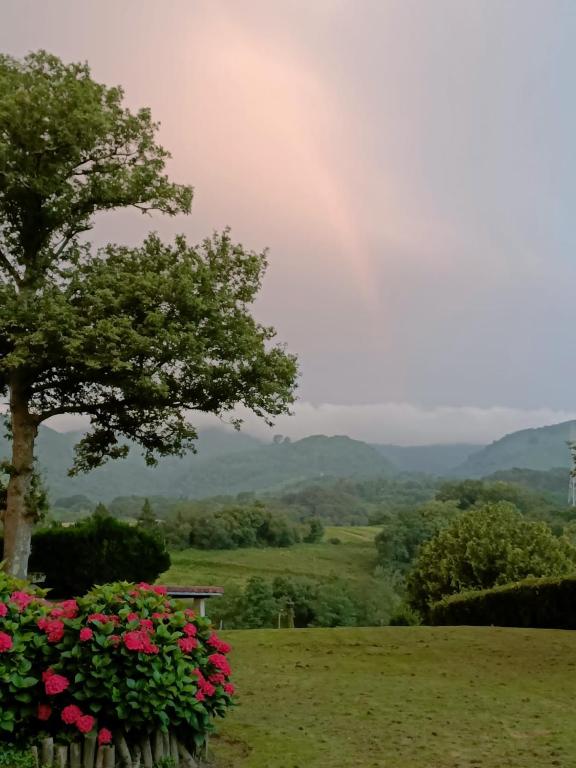 a view of a field with a tree and flowers at Eguzkitza in Rentería