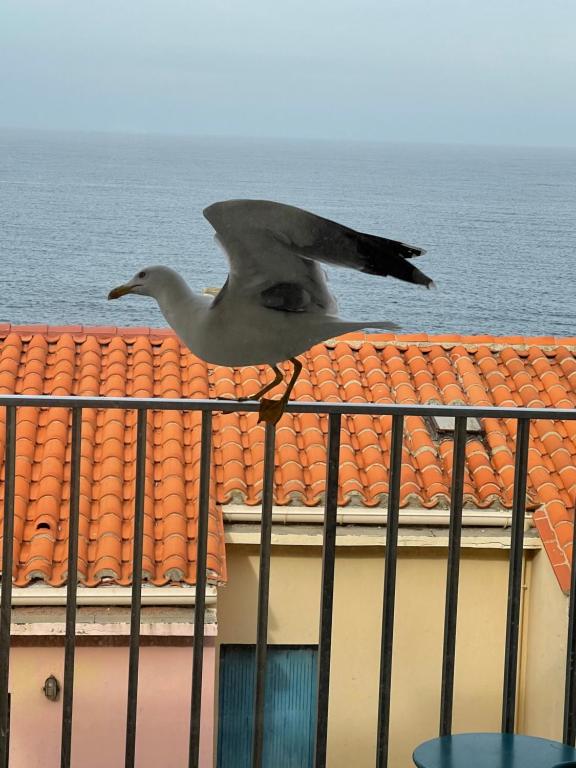 un oiseau survolant une clôture devant une maison dans l'établissement Vue Mer, deux plages à proximité, à Collioure