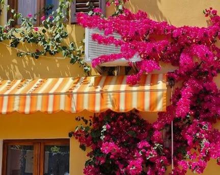 um ramo de flores cor-de-rosa na lateral de um edifício em Appartamento in the Heart of Tuscany em Monsummano