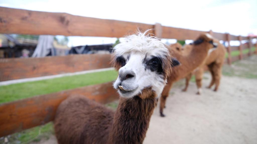 Altri animali domestici presso l'affittacamere o nei dintorni