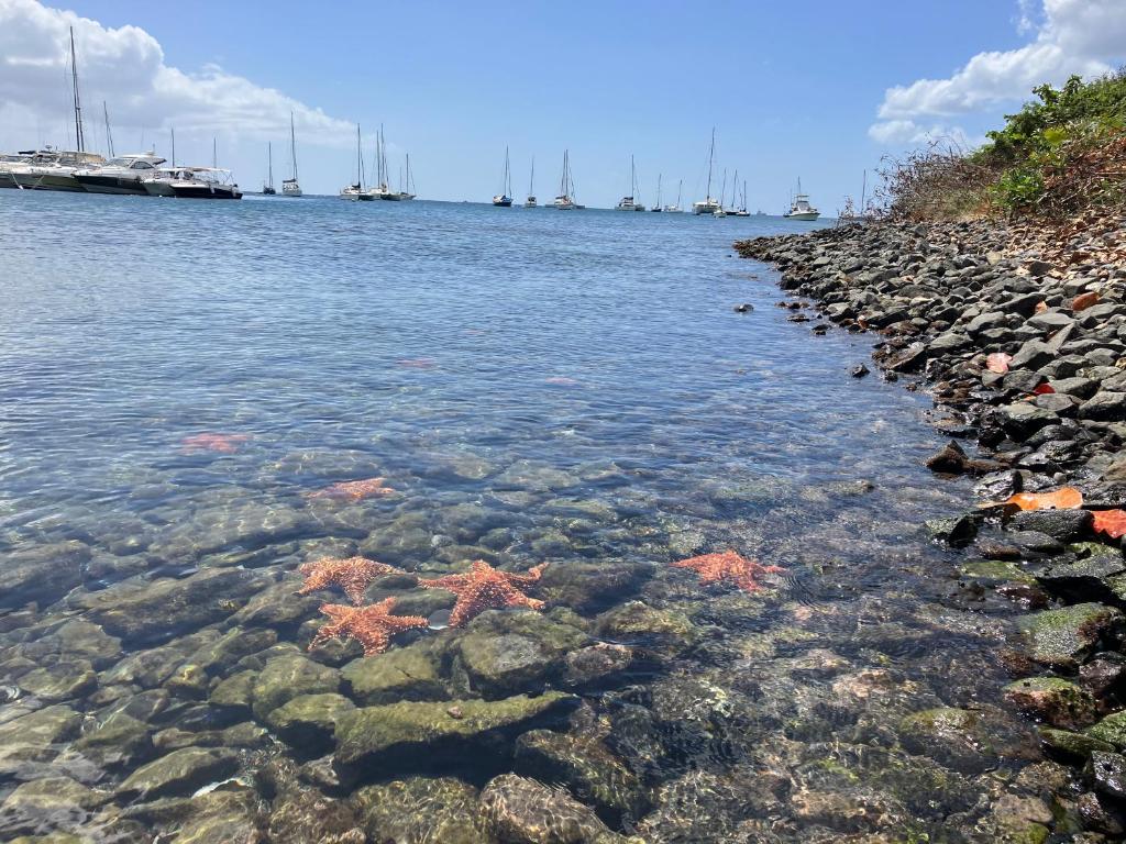 a rocky shore with starfish in the water at Orchidée, Spacieux & Vue mer in Les Trois-Îlets