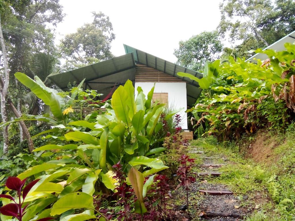 un sentiero da giardino che conduce a una casa con piante di Almendra de Montaña a Puerto Viejo