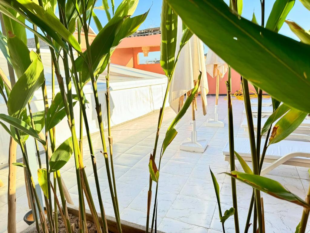 Zahrada ubytování Riad Arrahma