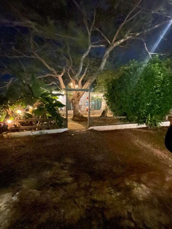 una casa con un árbol en el patio por la noche en Las Olas studios, en Arecibo