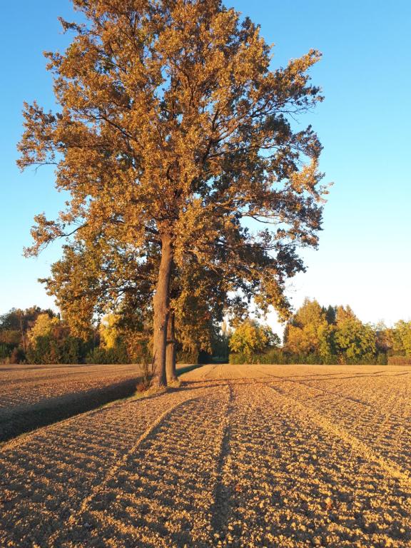 ein Baum, der mitten auf einem Feld steht in der Unterkunft La Villa delle Rose in Carpi