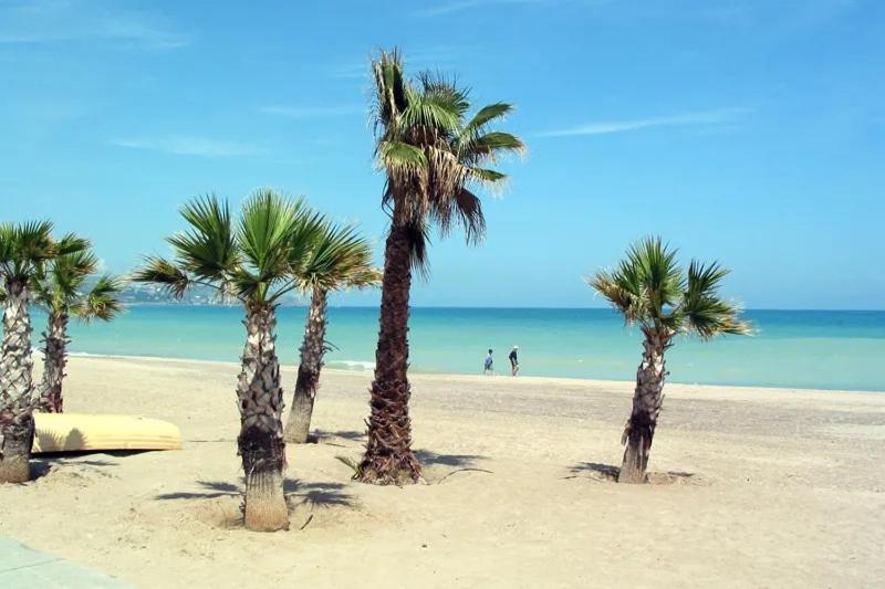 um grupo de palmeiras numa praia arenosa em LC Apartaments Hospital General em Castellón de la Plana