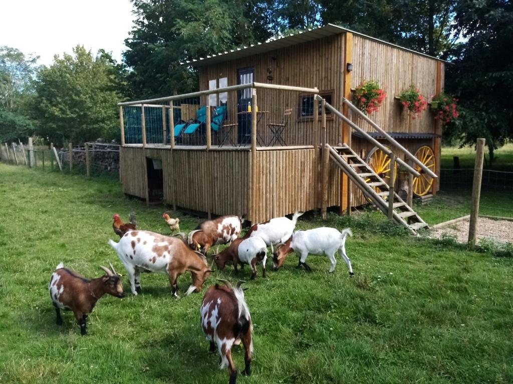grupa kóz na polu w pobliżu budynku w obiekcie Le Cabanon w mieście Dangeau
