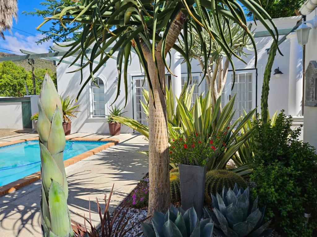un giardino con una palma e una piscina di De Graaff Manor a Graaff-Reinet