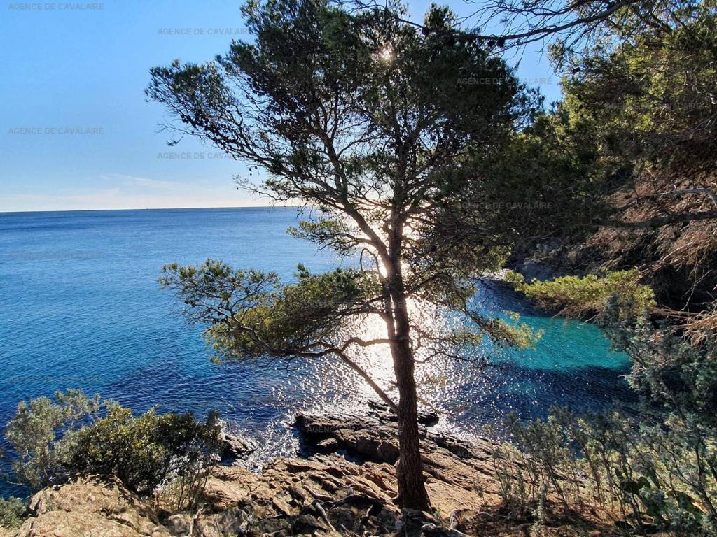 un arbre sur une falaise à côté de l'eau dans l'établissement Grand studio mezzanine avec vue mer, parking et climatisation à deux pas de la calanque de la Cron - FR-1-100-319, à Cavalaire-sur-Mer