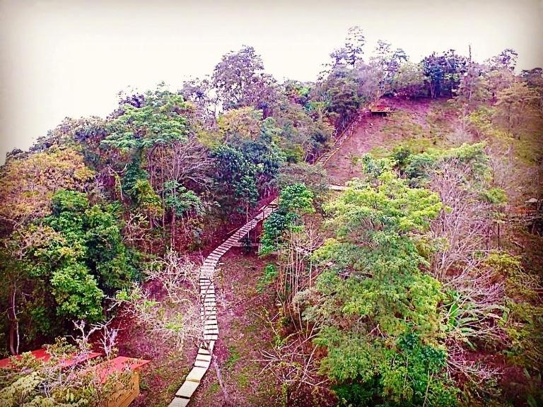 einen Holzweg mitten im Wald in der Unterkunft Villa Colombia in Vianí