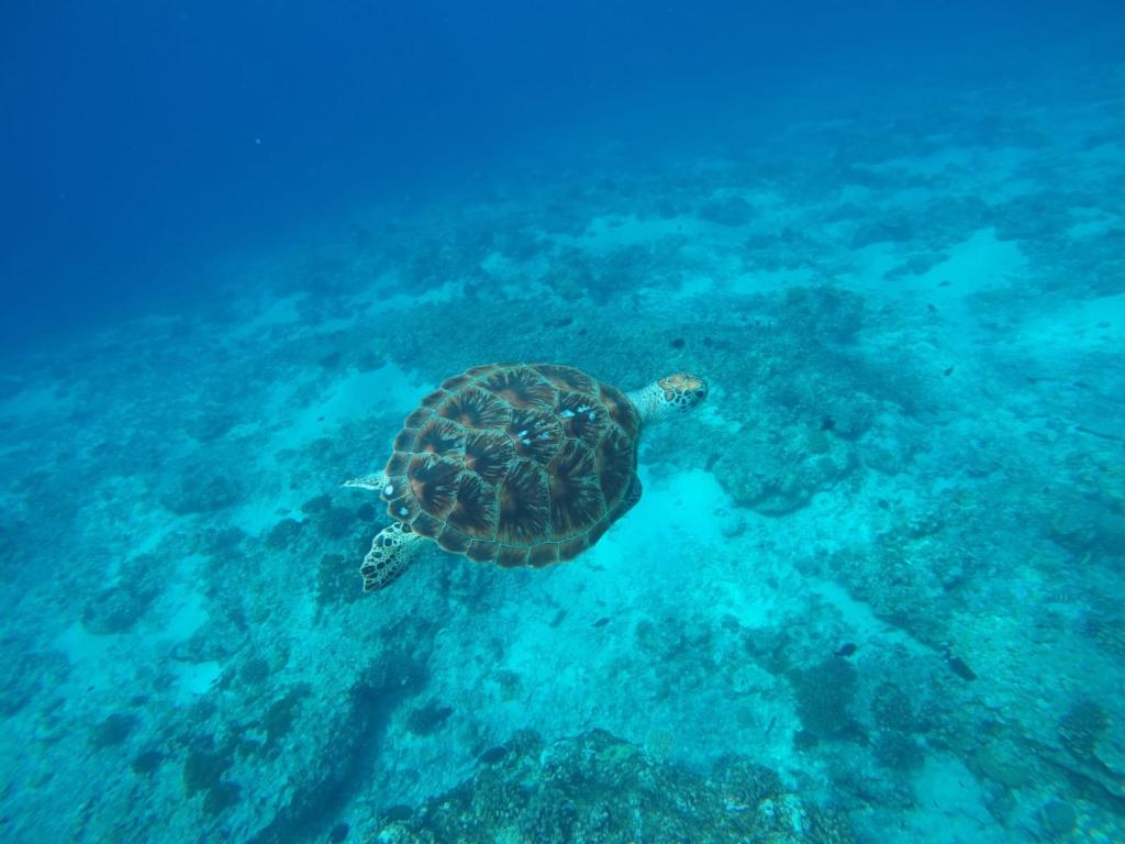 Fantastic cottages, Gili Meno Updated 2024 Prices