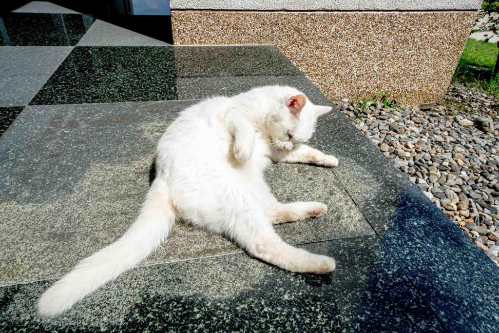 a white cat laying on a tile floor at Yun Tien Feng Chuan B&amp;B in Dongshan