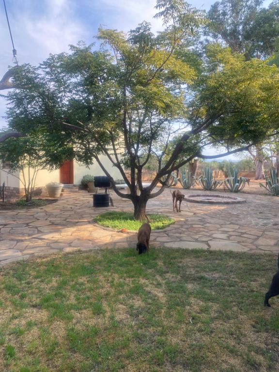 a monkey standing in the grass under a tree at Khomas Hochland Chalet in Prospect