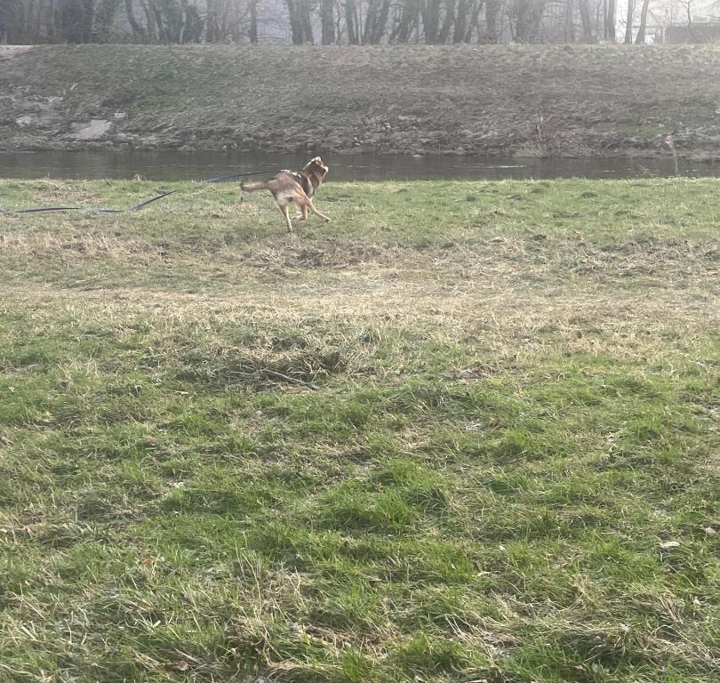 Zvířata v apartmánu nebo okolí