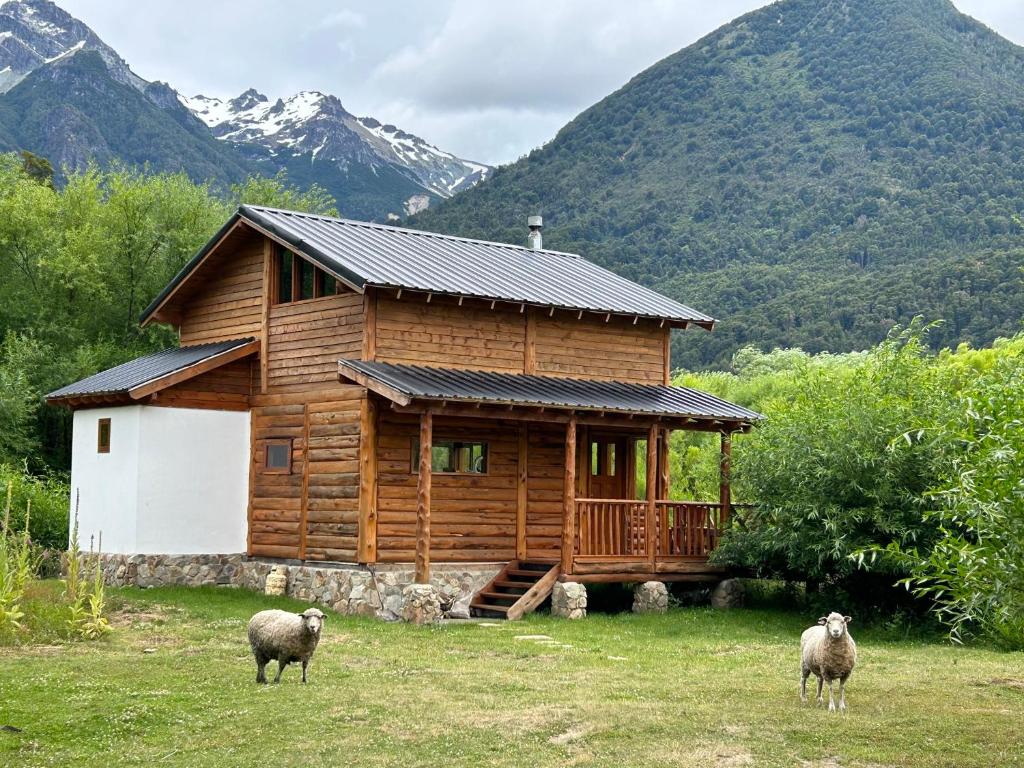 dos ovejas de pie frente a una cabaña de madera en El Manso km 18 en Río Villegas