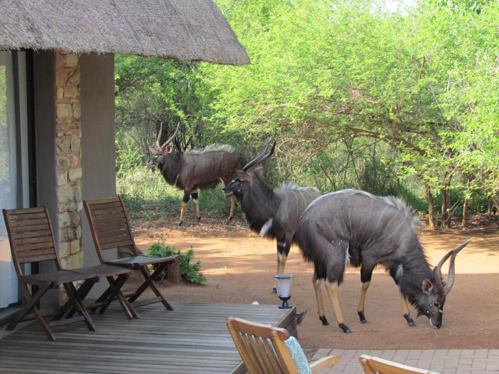 three animals standing next to chairs and a building at Swiblati Lodge in Hoedspruit