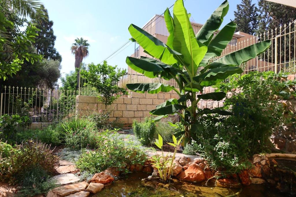 a banana tree in the middle of a garden at fishpond garden place דירת גן ובריכת דגים - תלפיות in Haifa