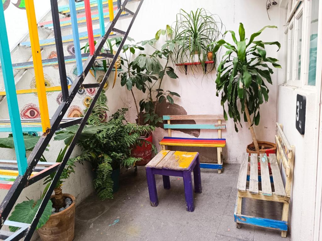 Fotografie z fotogalerie ubytování Monkey Safari Hostel v destinaci Querétaro