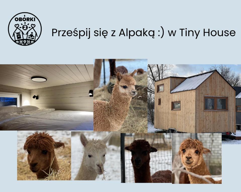 un collage di foto di animali e di una casa di Prześpij się z Alpaką w Tiny House 