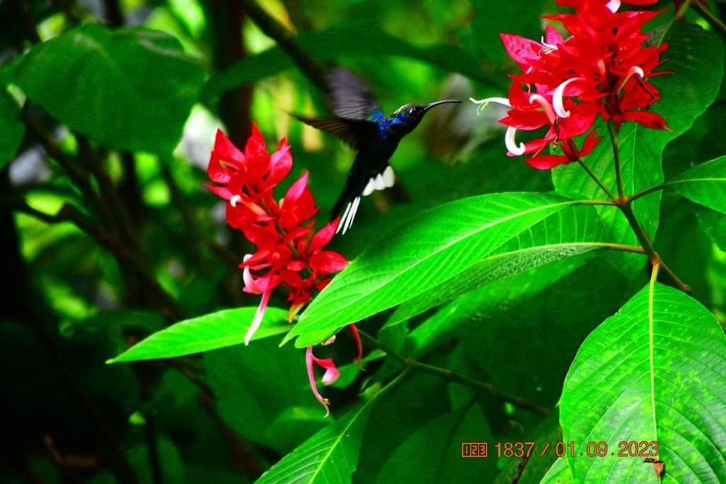 a hummingbird is perched on a red flower at CASA EQUIPADA SAN IGNACIO DE ACOSTA 