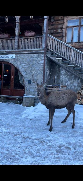 un ciervo parado en la nieve frente a un edificio en Schody Do Nieba, en Zakopane