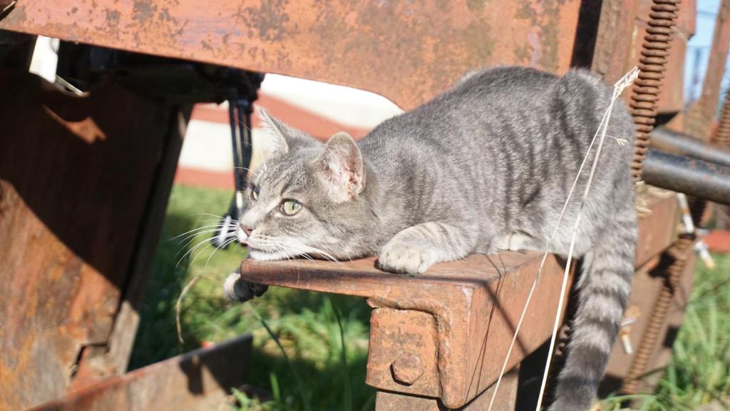 un gatto steso sul braccio di una panchina di Ferienwohnung Auszeit ad Amtzell
