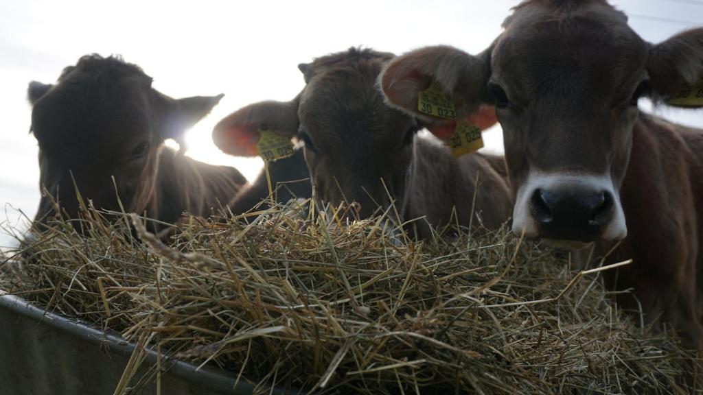 um grupo de vacas a comer feno num cocho em Ferienwohnung Heuboden em Amtzell