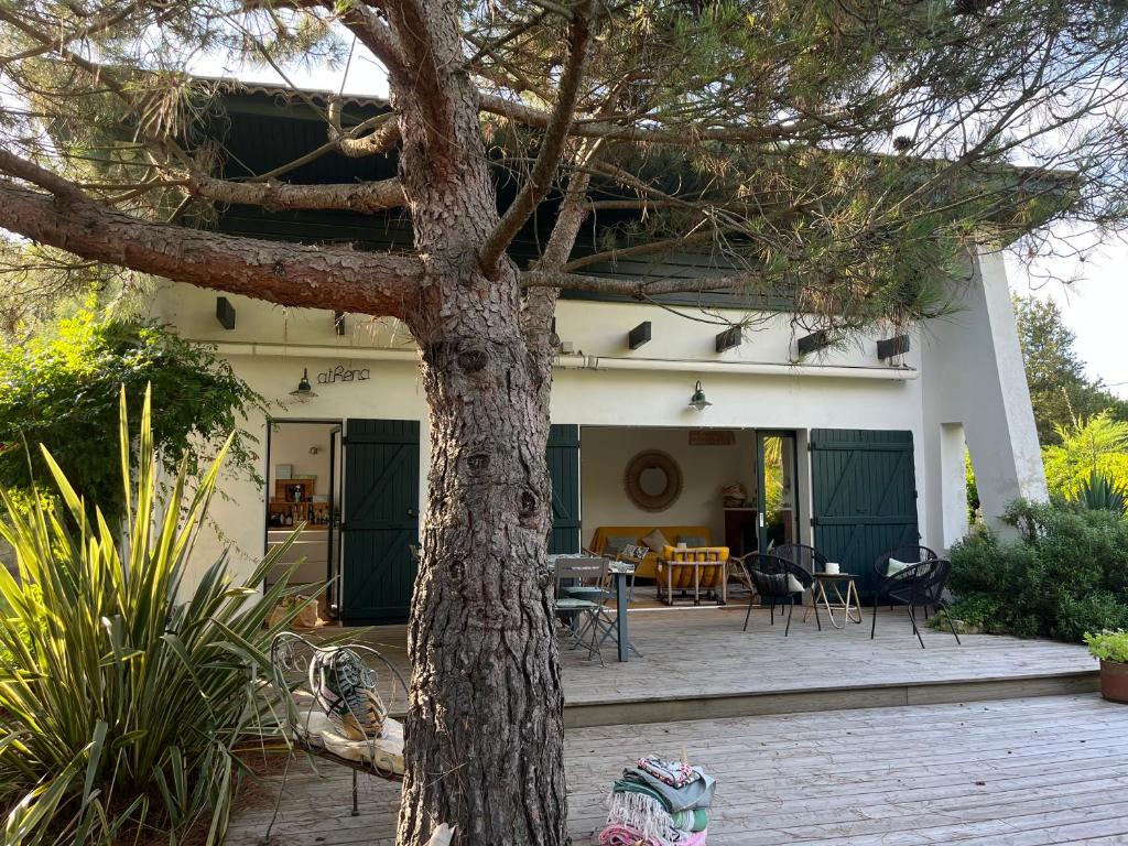 een huis met een boom ervoor bij Villa Athena Cap-Ferret chez l habitant in Lège-Cap-Ferret
