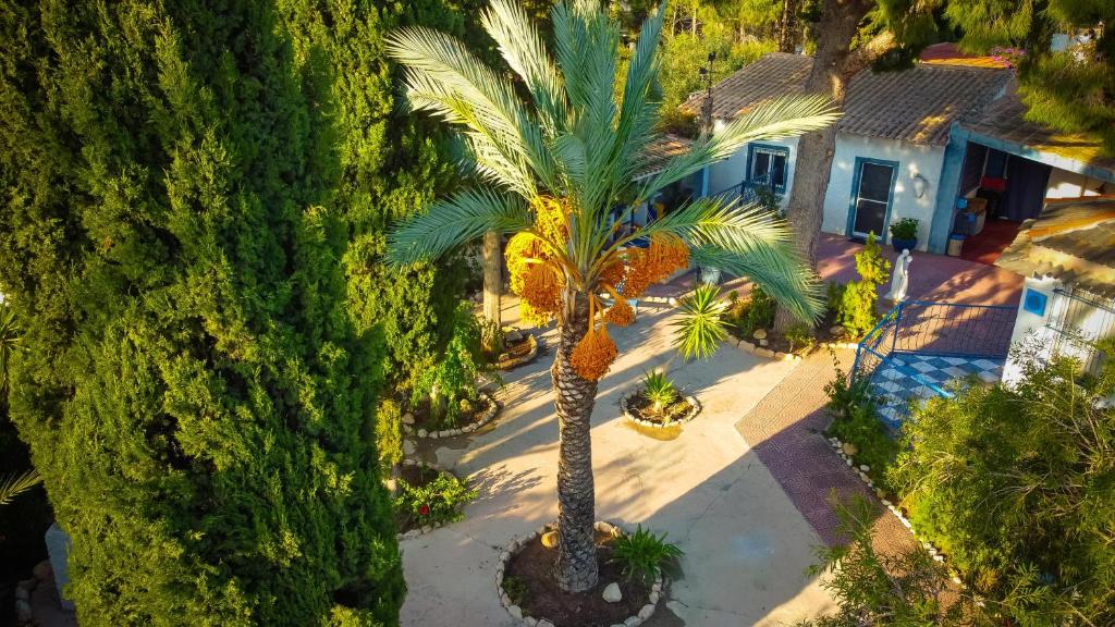 una vista aérea de una palmera frente a una casa en la casita de invitados, en Los Baños